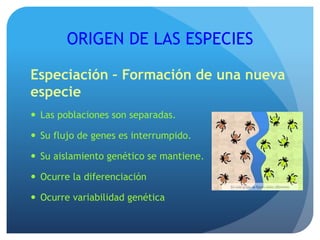 ORIGEN DE LAS ESPECIES
Especiación – Formación de una nueva
especie
 Las poblaciones son separadas.
 Su flujo de genes es interrumpido.
 Su aislamiento genético se mantiene.
 Ocurre la diferenciación
 Ocurre variabilidad genética
 