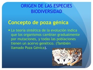 ORIGEN DE LAS ESPECIES
BIODIVERSIDAD
Concepto de poza génica
 La teoría sintética de la evolución indica
que los organismos cambian gradualmente
por mutaciones, y todas las poblaciones
tienen un acervo genético. (También
llamado Poza Génica).
 