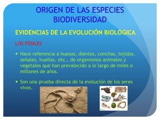 ORIGEN DE LAS ESPECIES
BIODIVERSIDAD
EVIDENCIAS DE LA EVOLUCIÓN BIOLÓGICA
LOS FÓSILES
 Hace referencia a huesos, dientes, conchas, tejidos,
señales, huellas, etc., de organismos animales y
vegetales que han prevalecido a lo largo de miles o
millones de años.
 Son una prueba directa de la evolución de los seres
vivos.
 