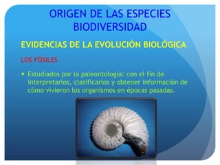 ORIGEN DE LAS ESPECIES
BIODIVERSIDAD
EVIDENCIAS DE LA EVOLUCIÓN BIOLÓGICA
LOS FÓSILES
 Estudiados por la paleontología: con el fin de
interpretarlos, clasificarlos y obtener información de
cómo vivieron los organismos en épocas pasadas.
 