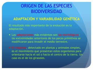 ORIGEN DE LAS ESPECIES
BIODIVERSIDAD
ADAPTACIÓN Y VARIABILIDAD GENÉTICA
El resultado más importante de la evolución es la
adaptación.
 Las adaptaciones más evidentes son las morfológicas:
las extremidades anteriores de los peces primitivos se
modificaron para invadir el medio terrestre.
 El tropismo, detectado en plantas y animales simples,
es el movimiento que presentan estos organismos para
orientarse hacia el sol o hacia el centro de la tierra. Un
caso es el de los girasoles.
 