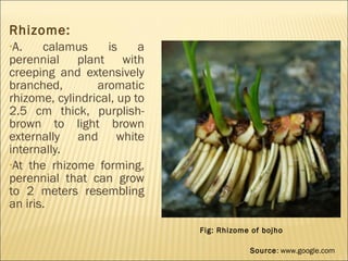 Rhizome:
•A. calamus is a
perennial plant with
creeping and extensively
branched, aromatic
rhizome, cylindrical, up to
2.5 cm thick, purplish-
brown to light brown
externally and white
internally.
•At the rhizome forming,
perennial that can grow
to 2 meters resembling
an iris.
Fig: Rhizome of bojho
Source: www.google.com
 