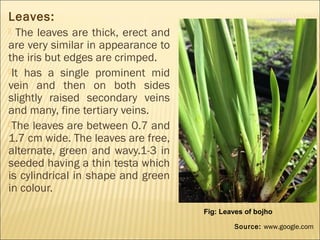 Leaves:
 The leaves are thick, erect and
are very similar in appearance to
the iris but edges are crimped.
It has a single prominent mid
vein and then on both sides
slightly raised secondary veins
and many, fine tertiary veins.
The leaves are between 0.7 and
1.7 cm wide. The leaves are free,
alternate, green and wavy.1-3 in
seeded having a thin testa which
is cylindrical in shape and green
in colour.
Fig: Leaves of bojho
Source: www.google.com
 