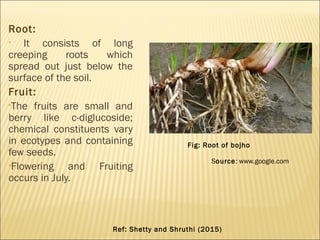 Root:
• It consists of long
creeping roots which
spread out just below the
surface of the soil.
Fruit:
•The fruits are small and
berry like c-diglucoside;
chemical constituents vary
in ecotypes and containing
few seeds.
•Flowering and Fruiting
occurs in July.
Fig: Root of bojho
Source: www.google.com
Ref: Shetty and Shruthi (2015)
 