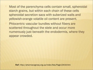  Most of the parenchyma cells contain small, spheroidal
starch grains, but within each chain of these cells
spheroidal secretion sacs with suberized walls and
yellowish-orange volatile oil content are present.
 Phlocentric vascular bundles without fibers are
scattered throughout the stele and occur more
numerously just beneath the endodermis, where they
appear crowded.
Ref: http://pharmacognosy.org.ua/index.files/Page13419.htm
 