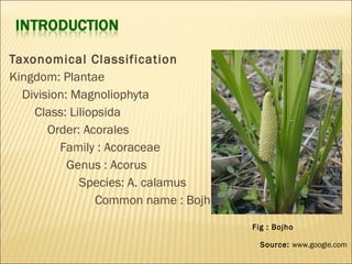 Taxonomical Classification
Kingdom: Plantae
Division: Magnoliophyta
Class: Liliopsida
Order: Acorales
Family : Acoraceae
Genus : Acorus
Species: A. calamus
Common name : Bojho
Fig : Bojho
Source: www.google.com
 