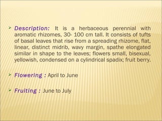  Description: It is a herbaceous perennial with
aromatic rhizomes, 30- 100 cm tall. It consists of tufts
of basal leaves that rise from a spreading rhizome, flat,
linear, distinct midrib, wavy margin, spathe elongated
similar in shape to the leaves; flowers small, bisexual,
yellowish, condensed on a cylindrical spadix; fruit berry.
 Flowering : April to June
 Fruiting : June to July
 