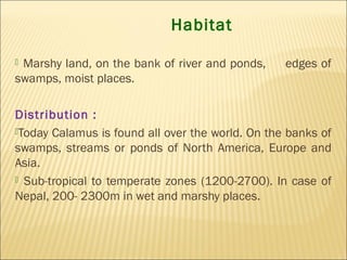 Habitat
 Marshy land, on the bank of river and ponds, edges of
swamps, moist places.
Distribution :
Today Calamus is found all over the world. On the banks of
swamps, streams or ponds of North America, Europe and
Asia.
 Sub-tropical to temperate zones (1200-2700). In case of
Nepal, 200- 2300m in wet and marshy places.
 