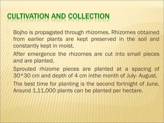  Bojho is propagated through rhizomes. Rhizomes obtained
from earlier plants are kept preserved in the soil and
constantly kept in moist.
 After emergence the rhizomes are cut into small pieces
and are planted.
 Sprouted rhizome pieces are planted at a spacing of
30*30 cm and depth of 4 cm inthe month of July- August.
 The best time for planting is the second fortnight of June.
Around 1,11,000 plants can be planted per hectare.
 