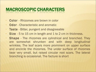 • Color - Rhizomes are brown in color
• Odor - Characteristic and aromatic
• Taste - Bitter, pungent and disagreeable
• Size - 5 to 15 cm in length and 1 to 2 cm in thickness.
• Shape - The rhizomes are cylindrical and branched. They
are somewhat shrunken and with deep longitudinal
wrinkles. The leaf scars more prominent on upper surface
and encircle the rhizomes. The under surface of rhizomes
bear very small, but raised circular root scars. The lateral
branching is occasional. The facture is short
 