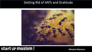 Link Profit System Training
Getting Rid of ANTs and Gratitude
 