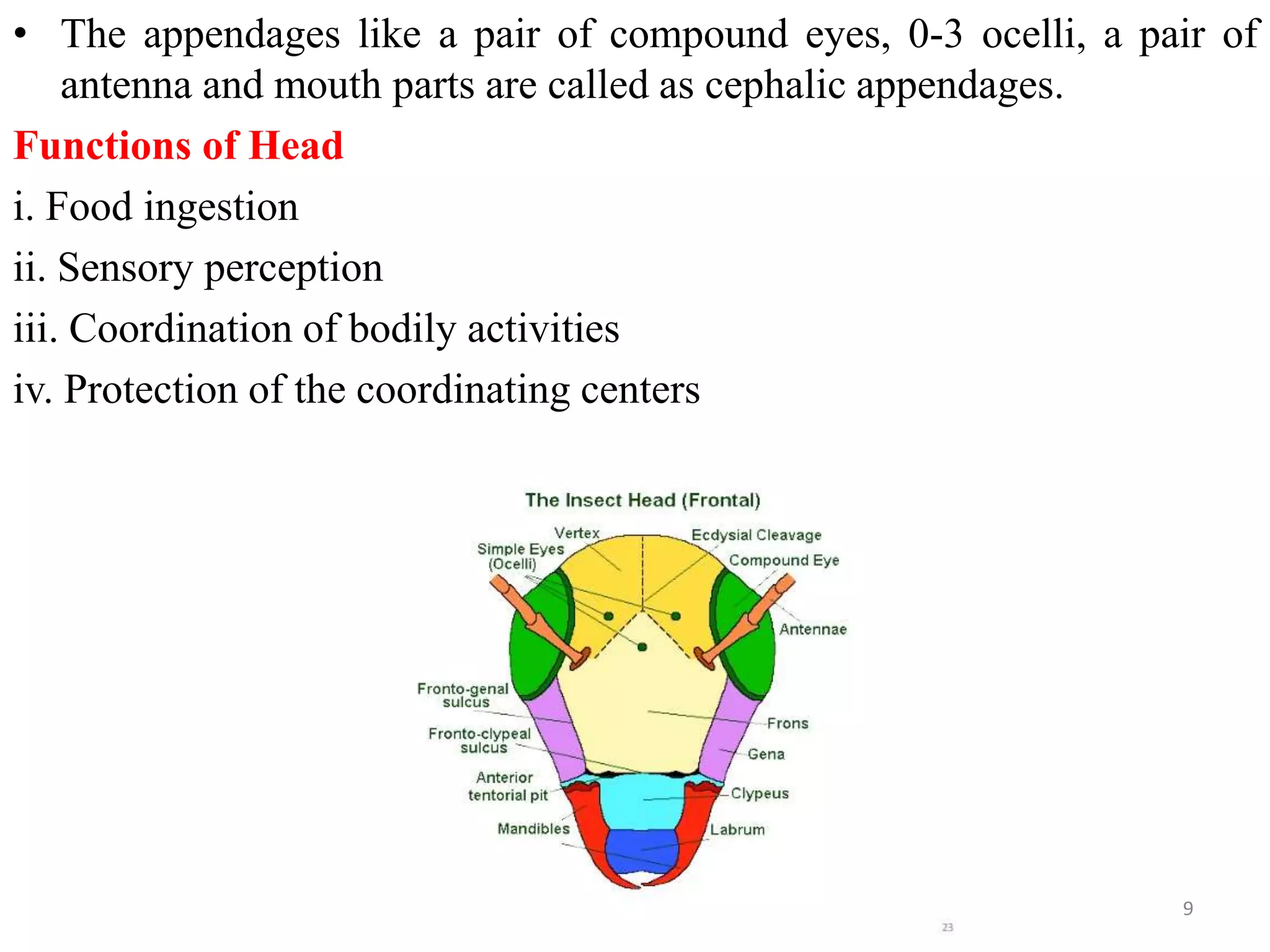 Organisation of insect body by Dr. T. Krishna Chaitanya | PPTX
