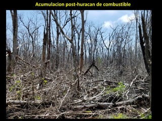 El Cambio Climatico en el Caribe 
