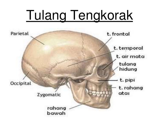 6 anatomi tulang  otot syaraf kepala 