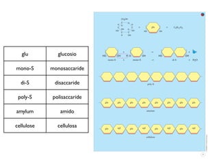 glu        glucosio

mono-S      monosaccaride

  di-S       disaccaride

 poly-S     polisaccaride

amylum         amido

cellulose     cellulosa
 