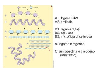 A1. legame 1,4-α
A2. amilosio

B1. legame 1,4-β
B2. cellulosa
B3. microfibra di cellulosa

h. legame idrogenoc.

C. amilopectina o glicogeno
    (ramificato)
 
