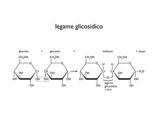 legame glicosidico


glucosio   +   glucosio   →         maltosio          + acqua




                                        legame
                                        glicosidico
                                        1-4-α
 