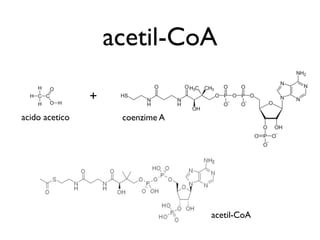 acetil-CoA

                +
acido acetico        coenzime A




                                  acetil-CoA
 