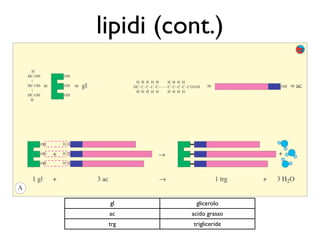 lipidi (cont.)




 gl        glicerolo
 ac       acido grasso
 trg      trigliceride
 