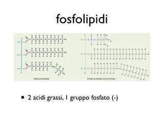 fosfolipidi




• 2 acidi grassi, 1 gruppo fosfato (-)
 
