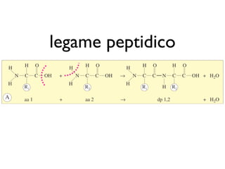 legame peptidico
 