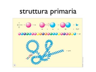 struttura primaria
 