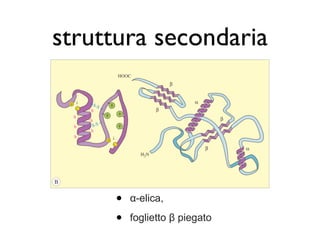 struttura secondaria




     •   α-elica,

     •   foglietto β piegato
 
