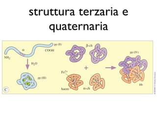 struttura terzaria e
    quaternaria
 