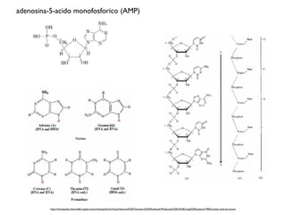 adenosina-5-acido monofosforico (AMP)




          http://chempaths.chemeddl.org/services/chempaths/?q=book/General%20Chemistry%20Textbook/Molecules%20in%20Living%20Systems/1982/nucleic-acid-structure
 