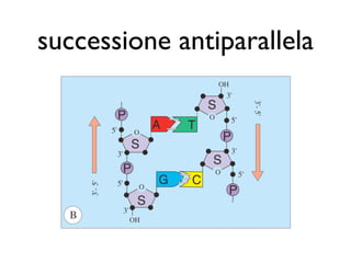 successione antiparallela
 