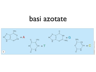 basi azotate
 