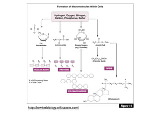 http://hawkesbiology.wikispaces.com/
 