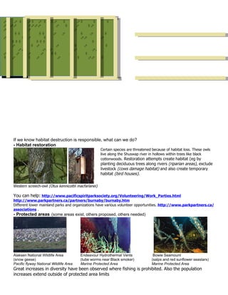 ♂♀ ♂ ♀ ♀♂♂♀ ♀ ♀ ♀♂
              ♂     ♂♀ ♀ ♀♀ ♂♀   ♀   ♀♀    ♀
♂♂♂♂     ♂♂♂♂
           ♂   ♀    ♂ ♂ ♀♂
                         ♀    ♂    ♀♂
♂        ♂         ♂         ♂
    ♀♀    ♂   ♂
              ♀♀     ♂♀ ♂♂      ♀   ♂     ♀
♂      ♀ ♂      ♀♀    ♂♂   ♀ ♂ ♂♂       ♂
   ♀♀♀       ♀♀♀          ♀         ♀
 ♀ ♂      ♀ ♂
           ♂       ♀ ♂♂      ♀ ♀♂         ♀
      ♂♂♂       ♂♂♂♂      ♂♂♂        ♂♂
♂    ♂  ♀♀
         ♂     ♂ ♂ ♀♀ ♀    ♂      ♀
♀  ♂     ♀ ♂♂       ♀ ♂ ♂♂ ♂♀ ♀    ♂♂ ♂♀




    If we know habitat destruction is responsible, what can we do?
    - Habitat restoration
                                                         Certain species are threatened because of habitat loss. These owls
                                                         live along the Shuswap river in hollows within trees like black
                                                         cottonwoods. Restoration attempts create habitat (eg by
                                                         planting deciduous trees along rivers (riparian areas), exclude
                                                         livestock (cows damage habitat) and also create temporary
                                                         habitat (bird houses).

    Western screech-owl (Otus kennicottii macfarlanei)

    You can help: http://www.pacificspiritparksociety.org/Volunteering/Work_Parties.html
    http://www.parkpartners.ca/partners/burnaby/burnaby.htm
    Different lower mainland parks and organizations have various volunteer opportunities. http://www.parkpartners.ca/
    associations .
    - Protected areas (some areas exist, others proposed, others needed)




    Alaksen National Wildlife Area          Endeavour Hydrothermal Vents                Bowie Seamount
    (snow geese)                            (tube worms near Black smoker)             (salps and red sunflower seastars)
    Pacific flyway National Wildlife Area   Marine Protected Area                      Marine Protected Area
    Great increases in diversity have been observed where fishing is prohibited. Also the population
    increases extend outside of protected area limits
 