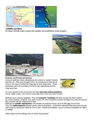 -wildlife corridors
for larger animals (Lake Louise) and reptiles and amphibians (Iowa project)




Invasive and Introduced Species:
American bullfrogs (Rana catesbeiana) are common in eastern Canada
and the U.S. They were brought to B.C. by entrepreneurs that set up
farms in the hope of selling the frogs legs to local restaurants. These
businesses were not successful, the farms were abandoned and the
frogs were free.

As a new species to the community, the frogs have few native predators.
Herons, eagles, snakes, only consume young frogs often certain size range not taken.

Bullfrogs have voracious appetites. They will consume “anything that they can get into their mouths”
Eg. Insects ducklings, songbirds, mice, garter snakes, fish, other amphibians includes red-legged frog (native BC species)
Also competes with red –legged frog for food
Bullfrogs are prolific reproducers. One female can produce and lay up to 20 000 eggs at one time.
They can easily disperse between ponds, lakes and streams. It has been estimated that they have increase
their range on Vancouver Island by 5 km a year. -invade new habitats ,cause increased competition for space
or habitat

What impact do the bullfrogs have on native frog species?
 
