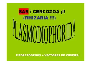 SAR / CERCOZOA ¡!!
(RHIZARIA !!!)

FITOPATOGENOS + VECTORES DE VIRUSES

 