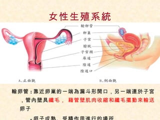 6 2人類的生殖