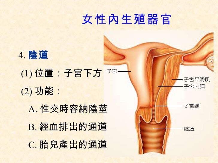 6 2人類的生殖 6 2人類的生殖