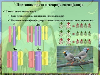 Постанак врста и теорије специјације
 Симпатричка специјација
 Брза симпатричка специјација (полиплоидија)
 Постепена специјација (дисруптивна селекција, асортативно укрштање)
 