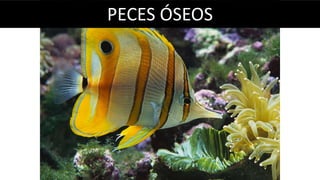 PECES ÓSEOS
 