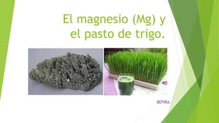 El magnesio (Mg) y
el pasto de trigo.
BEFIRA.
 