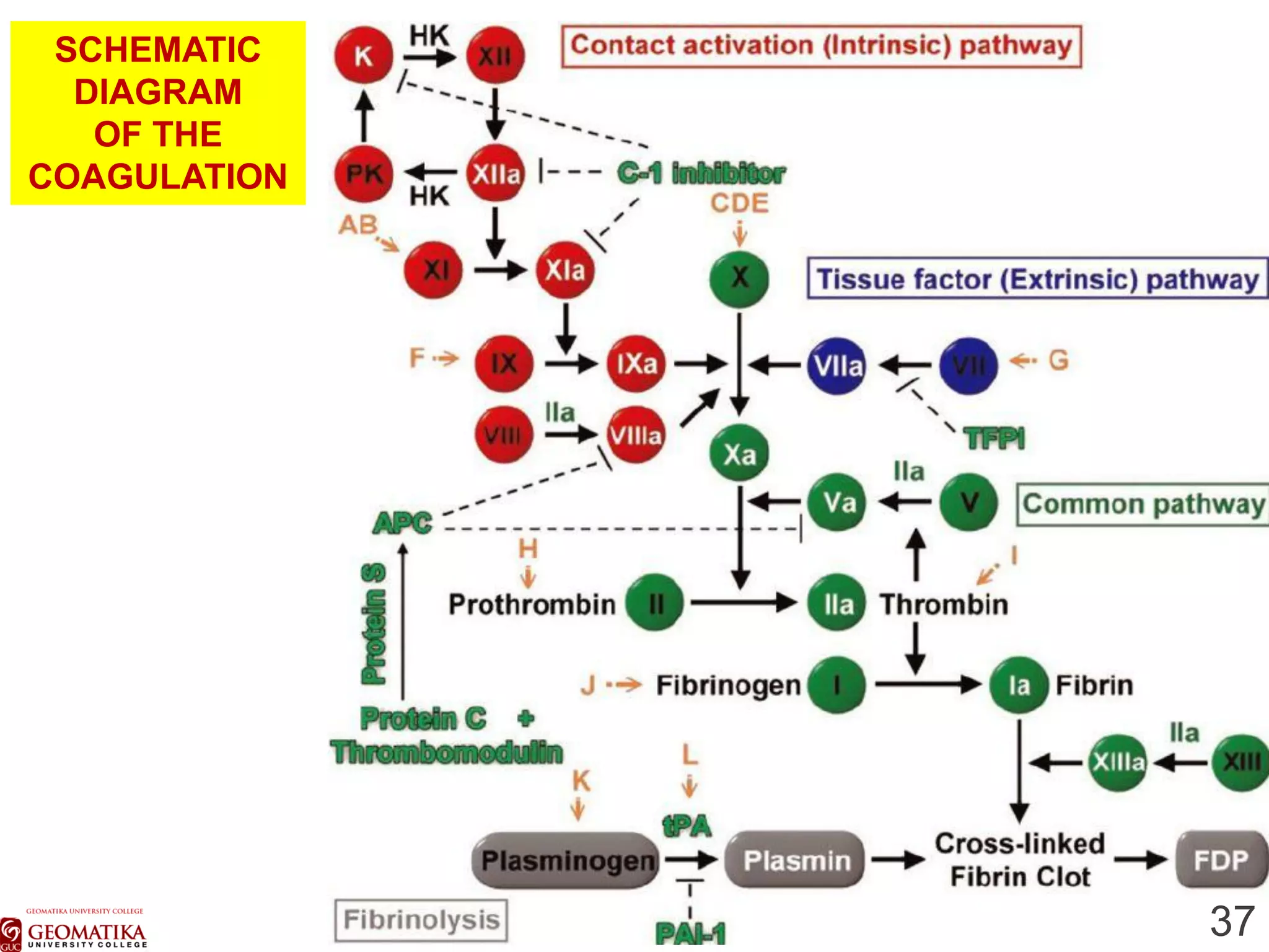 6. anticoagulants and antiplatelet agents | PDF