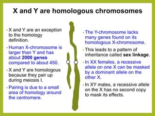X and Y are homologous chromosomes
• X and Y are an exception
to the homology
definition.
• Human X-chromosome is
larger than Y and has
about 2000 genes
compared to about 450.
• X and Y are homologous
because they pair up
during meiosis I.
• Pairing is due to a small
area of homology around
the centromere.
• The Y-chromosome lacks
many genes found on its
homologous X-chromosome.
• This leads to a pattern of
inheritance called sex linkage.
• In XX females, a recessive
allele on one X can be masked
by a dominant allele on the
other X.
• In XY males, a recessive allele
on the X has no second copy
to mask its effects.
 