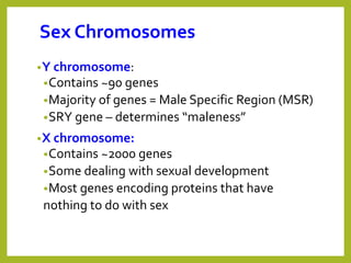 Sex Chromosomes
•Y chromosome:
•Contains ~90 genes
•Majority of genes = Male Specific Region (MSR)
•SRY gene – determines “maleness”
•X chromosome:
•Contains ~2000 genes
•Some dealing with sexual development
•Most genes encoding proteins that have
nothing to do with sex
 