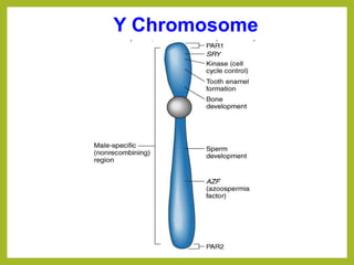 Y Chromosome
 