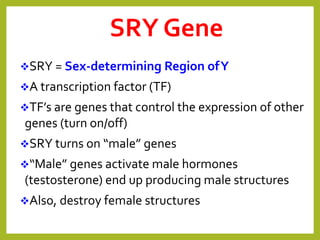 SRY Gene
SRY = Sex-determining Region ofY
A transcription factor (TF)
TF’s are genes that control the expression of other
genes (turn on/off)
SRY turns on “male” genes
“Male” genes activate male hormones
(testosterone) end up producing male structures
Also, destroy female structures
 