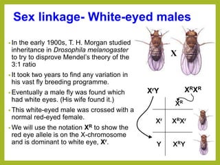 Sex linkage- White-eyed males
• In the early 1900s, T. H. Morgan studied
inheritance in Drosophila melanogaster
to try to disprove Mendel’s theory of the
3:1 ratio
• It took two years to find any variation in
his vast fly breeding programme.
• Eventually a male fly was found which
had white eyes. (His wife found it.)
• This white-eyed male was crossed with a
normal red-eyed female.
• We will use the notation XR to show the
red eye allele is on the X-chromosome
and is dominant to white eye, Xr.
XrY XRXR
XR
Xr XRXr
Y XRY
Χ
 