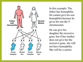 In this example: The
father has hemophilia.
He cannot give his son
hemophilia because he
gives his son the Y
chromosome.
He can give his
daughter the recessive
gene, but if her mother
does not give her the
recessive gene, she will
not have hemophilia.
She will be a carrier.
 