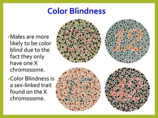 Color Blindness
•Males are more
likely to be color
blind due to the
fact they only
have one X
chromosome.
•Color Blindness is
a sex-linked trait
found on the X
chromosome.
 