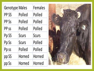Genotype Males Females
PPSS Polled Polled
PPSs Polled Polled
PPss Polled Polled
PpSS Scurs Scurs
PpSs Scurs Polled
Ppss Polled Polled
ppSS Horned Horned
ppSs Horned Horned
 