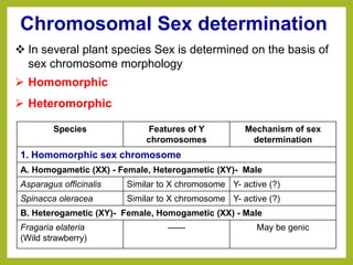Chromosomal Sex determination
Species Features of Y
chromosomes
Mechanism of sex
determination
1. Homomorphic sex chromosome
A. Homogametic (XX) - Female, Heterogametic (XY)- Male
Asparagus officinalis Similar to X chromosome Y- active (?)
Spinacca oleracea Similar to X chromosome Y- active (?)
B. Heterogametic (XY)- Female, Homogametic (XX) - Male
Fragaria elateria
(Wild strawberry)
------ May be genic
 In several plant species Sex is determined on the basis of
sex chromosome morphology
 Homomorphic
 Heteromorphic
 